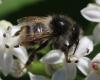 Bombus sylvarum